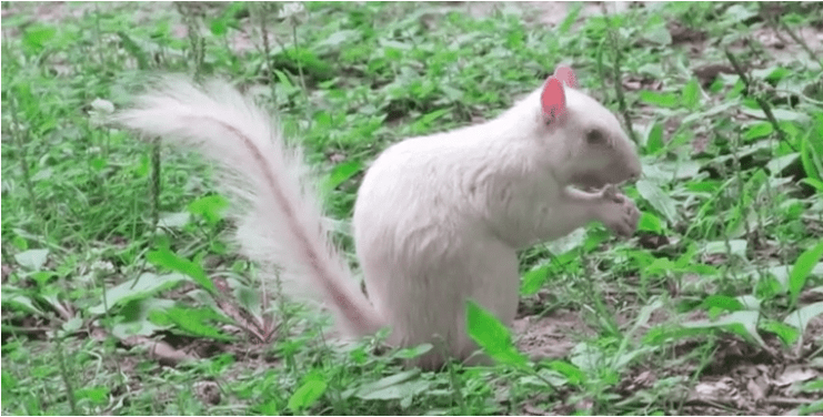 WHITE SQUIRRELS