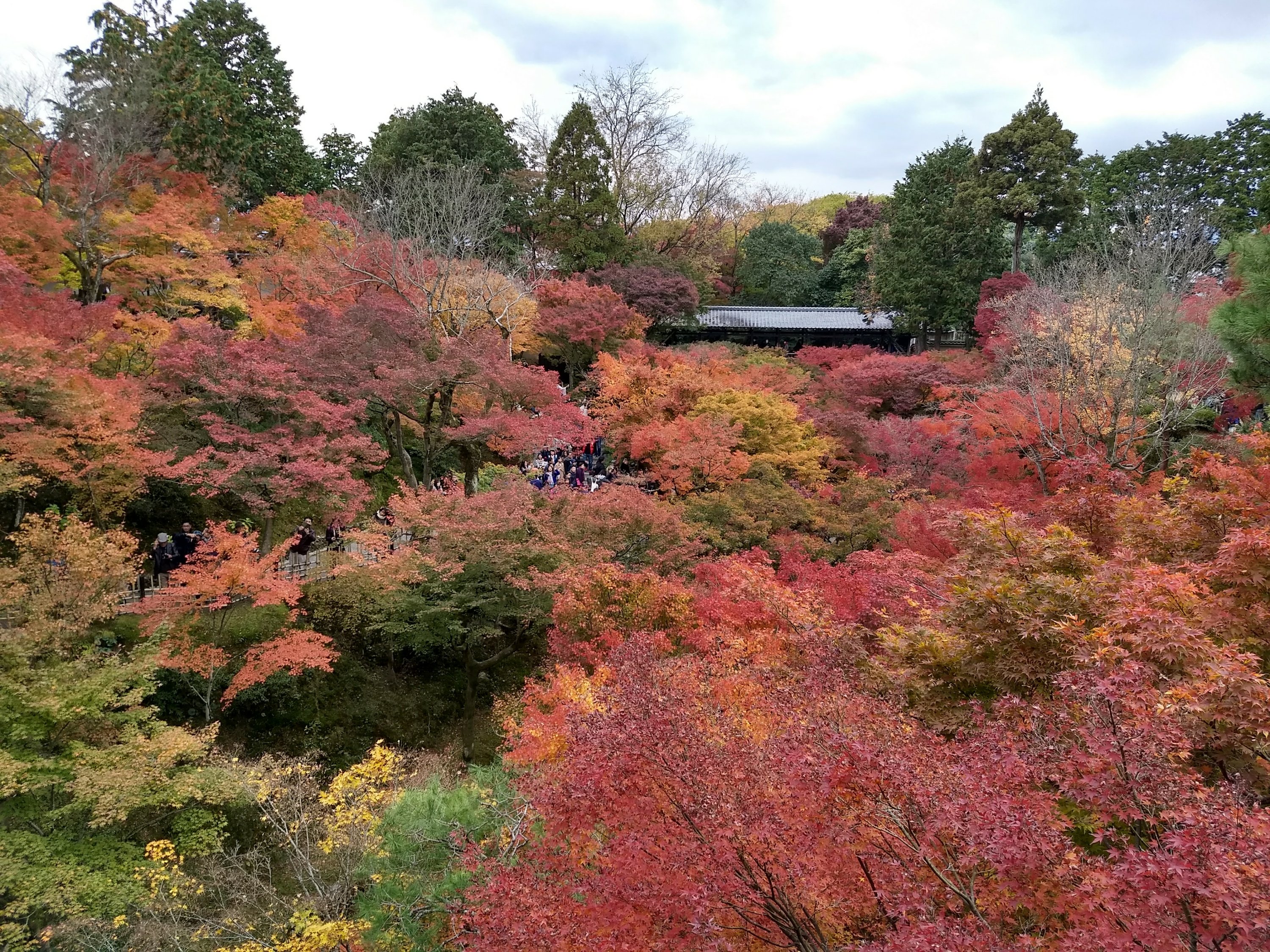 京都東福寺楓紅,攝於2017/11