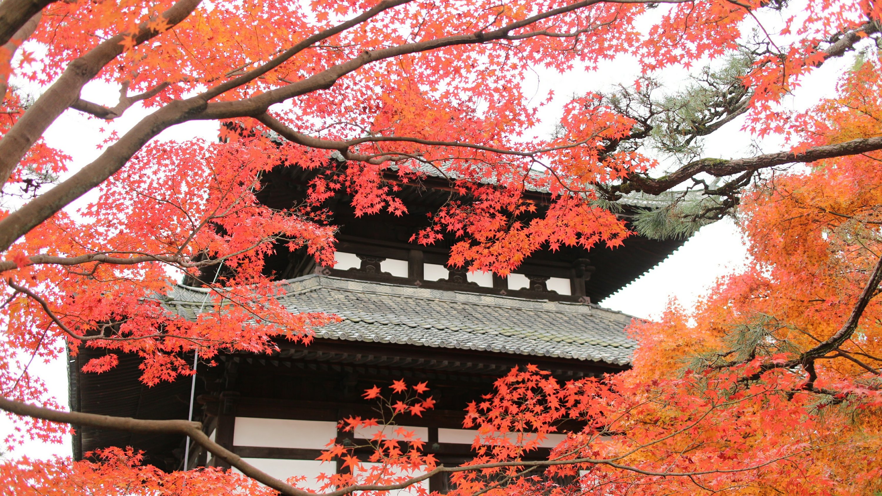 京都東福寺楓紅,攝於2017/11
